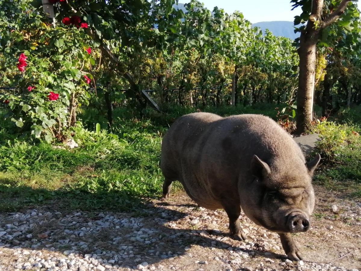 Kerschbamerhof Im Sueden Suedtirols Cortaccia Exteriör bild