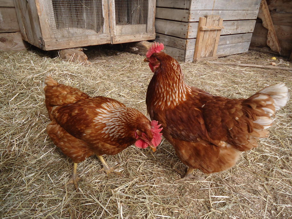 Kerschbamerhof Im Sueden Suedtirols Cortaccia Exteriör bild